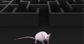 Finding your way through a data maze